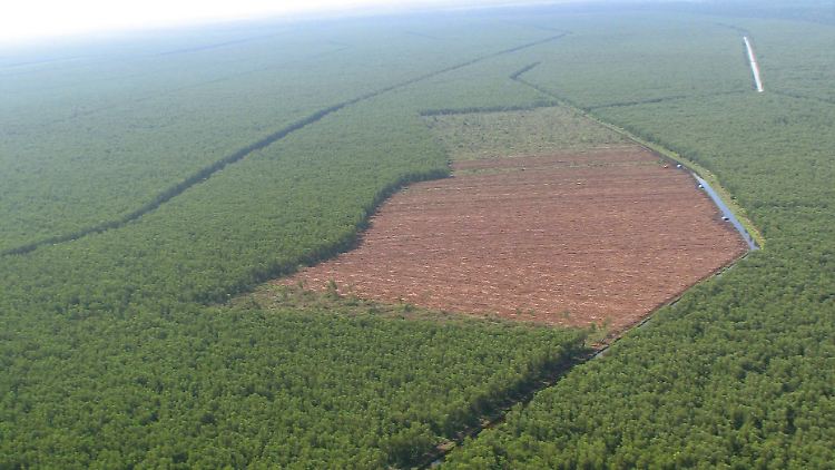 Immer mehr tropischer Regenwald wird abgeholzt.