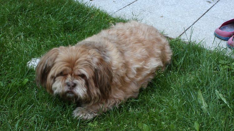 Daisy war schonmal viel dicker.