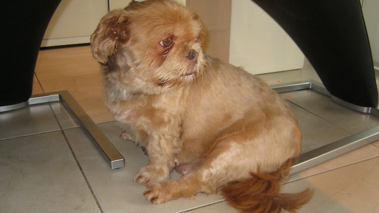 In China wächst der Widerstand gegen das Verspeisen von Hunden.