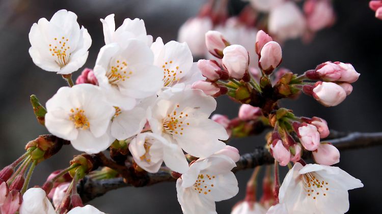 Die Kirschblüte in Japan verspricht neues Leben. Auch in die Wirtschaft des Landes scheint neues Leben zu fließen.