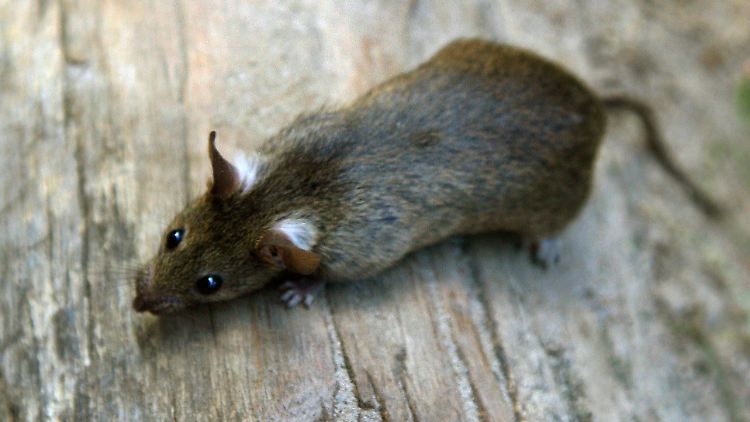 Ratten lernen voneinander.