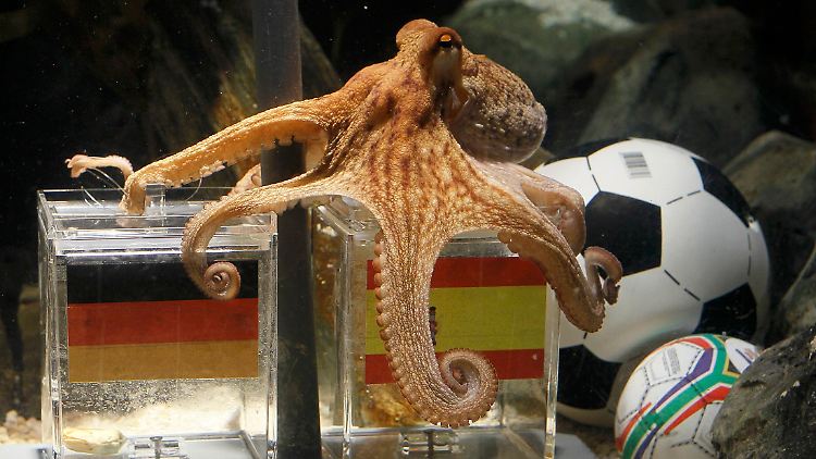 Die Muscheln in der spanischen Box waren dieses Mal anziehender.