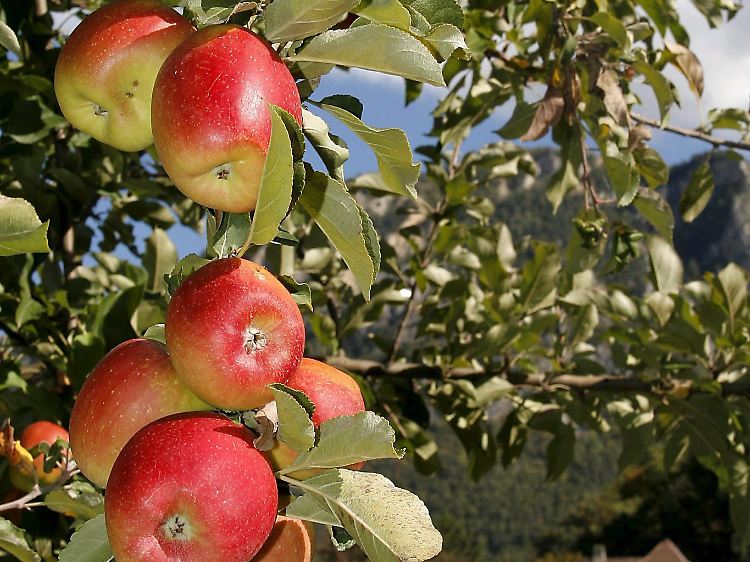 Zur Zeit des Unfalls hatte der Pflücker das Grundstück als Unternehmer bewirtschaftet.