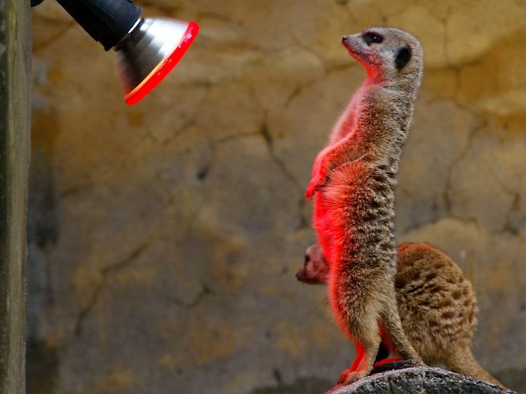 Ungewöhnliche Ereignisse erfordern ungewöhnliche Maßnahmen: Meerkatze unter einer Wärmelampe im Zoo von Sydney (Archivbild).