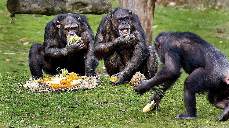 Schimpansen in einem Safaripark: Die Affen teilen Futter gerecht mit einem Artgenossen - zumindest, wenn sie andernfalls selbst Einbußen fürchten müssen.