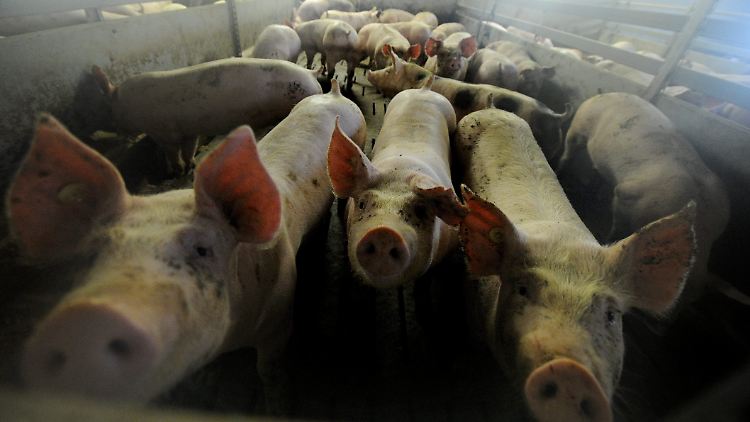 Ein Drittel mehr Platz sollen Schweine in ihren Ställen haben, deren Fleisch das Siegel erhält. Ein Recht auf Freigang haben Ein-Sterne-Schweine nicht.
