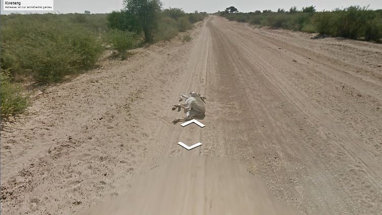 Der Esel bei seinem Sandbad - das Google-Auto fährt auf ihn zu und bleibt stehen.