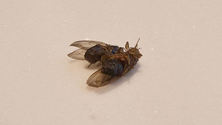 Zwei tote Tsetse-Fliegen als Kunstwerk mit dem Titel "Sleeping Sickness" (Schlafkrankheit) auf der documenta (13) in Kassel.