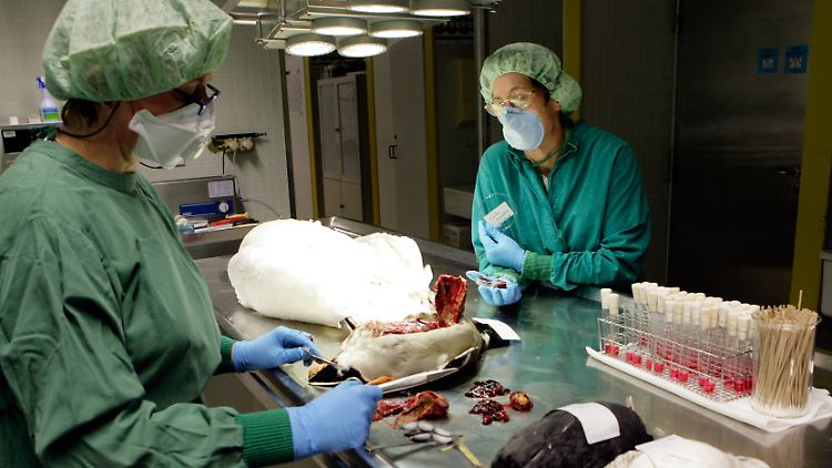 Der Vogelgrippe-Erreger ist für Menschen nicht besonders ansteckend. Kombiniert mit Teilen des Schweinegrippe-Virus jedoch wird er zur unbeherrschbaren Gefahr.
