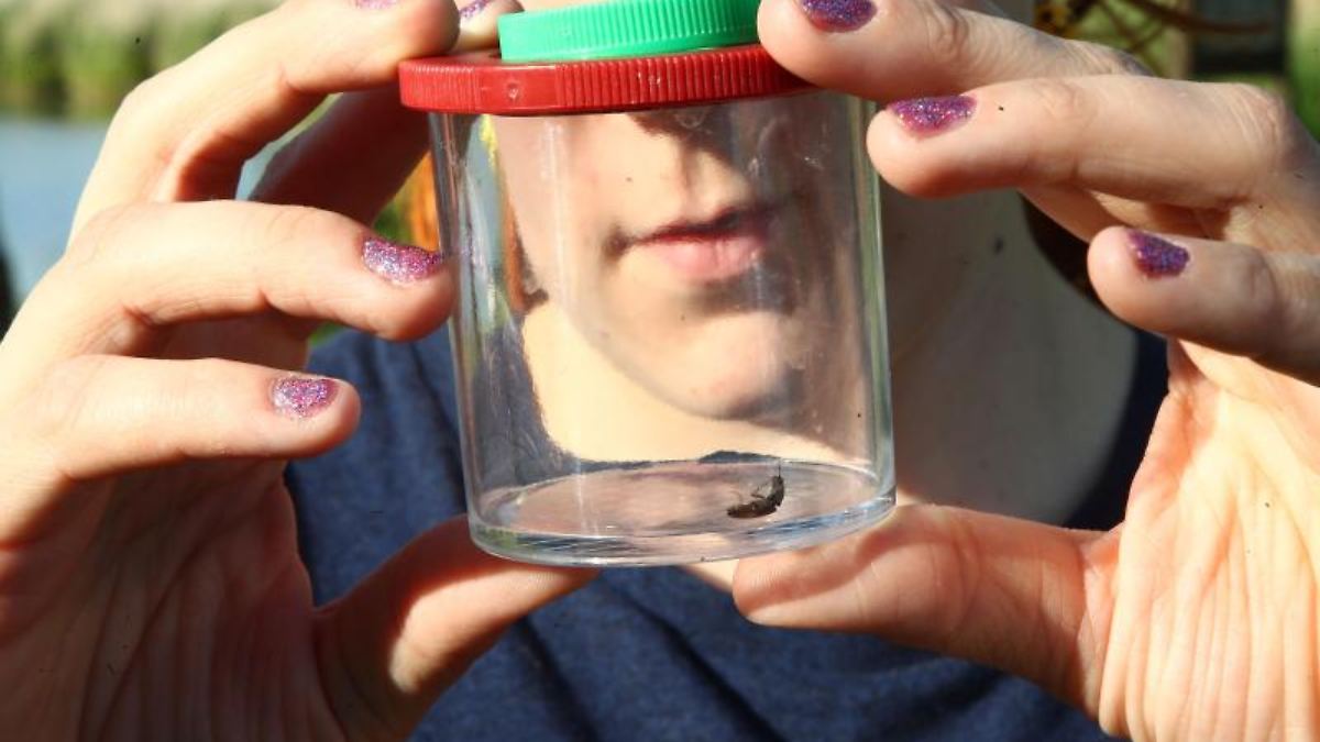 Thüringen: Krabbeln, surren und kriechen: Insekten werden gezählt - n-tv.de