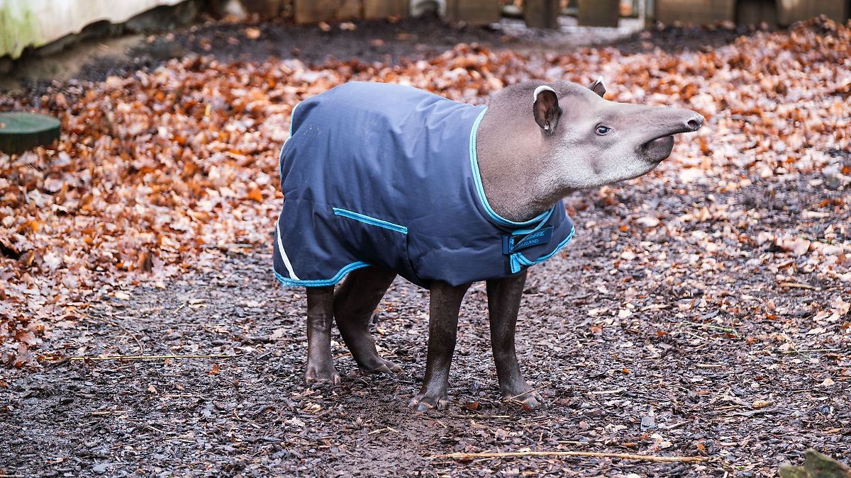 Tapir Rio Mecklenburg-Vorpommern: Flachlandtapir