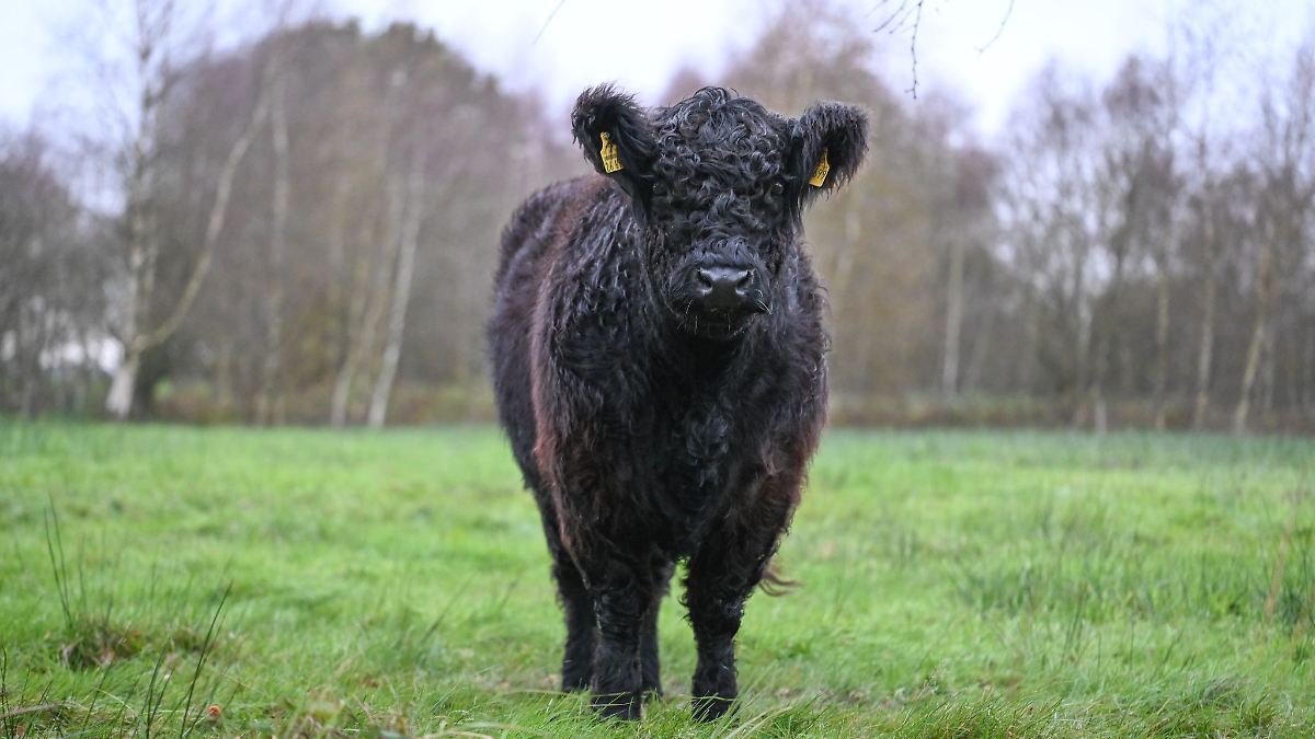 Niedersachsen & Bremen: Ex-Halter von ausgebüxten Galloway-Rindern muss ...