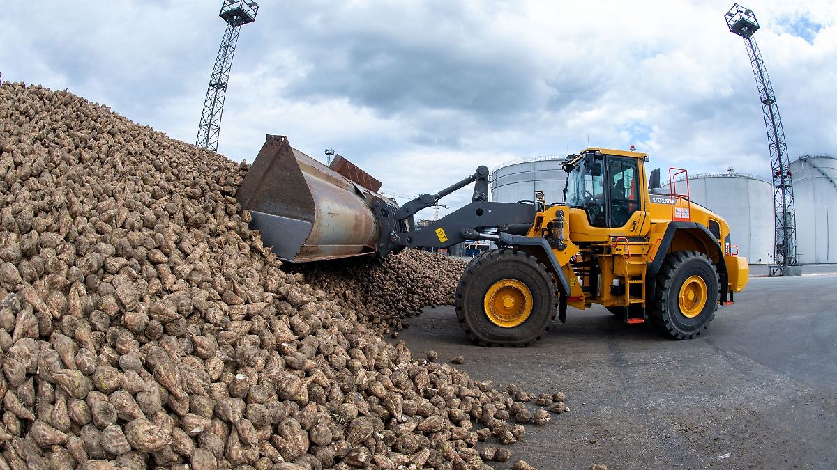 Anklamer Zuckerfabrik beendet Rübenkampagne mit Rekord