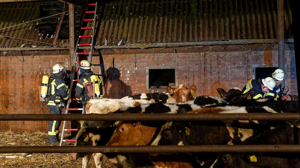 Sieben Kälber sterben bei Brand in Rinderstall