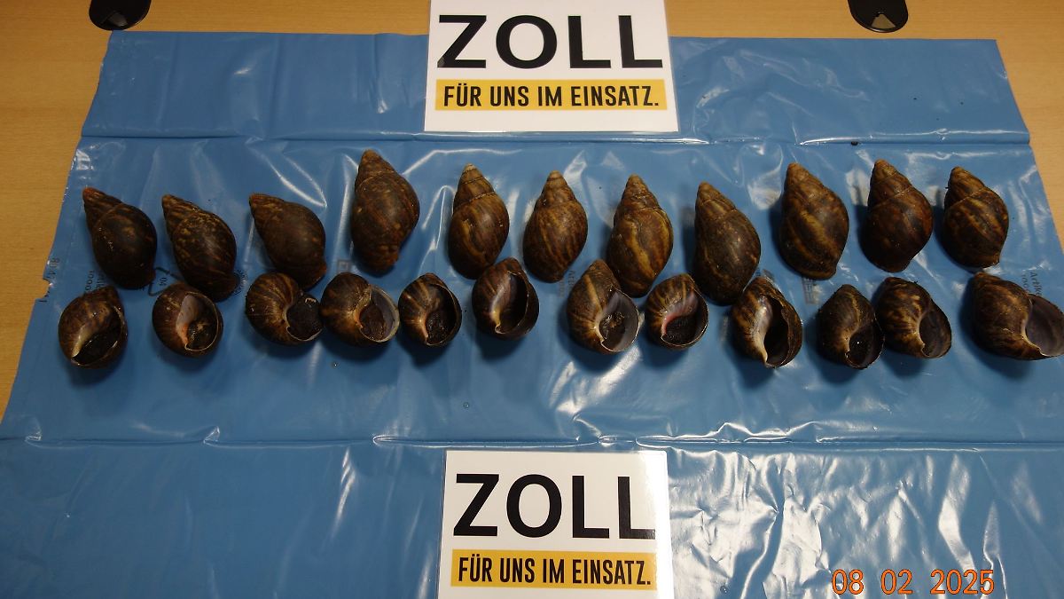 Zoll findet 23 Afrikanische Riesenschnecken in Gepäck