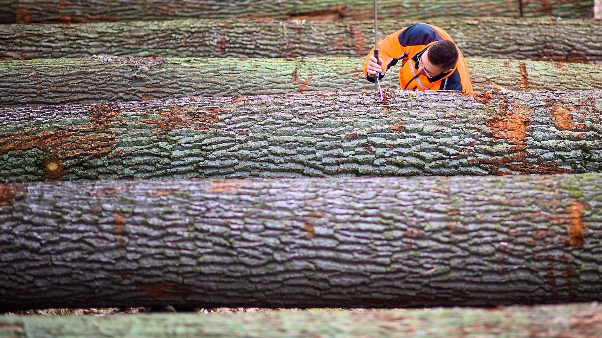 Holzauktion könnte Sachsen-Anhalt 250.000 Euro einbringen