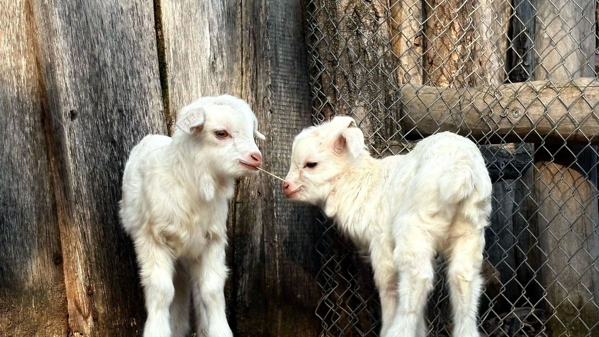 Tiernachwuchs mit kostbarer Wolle