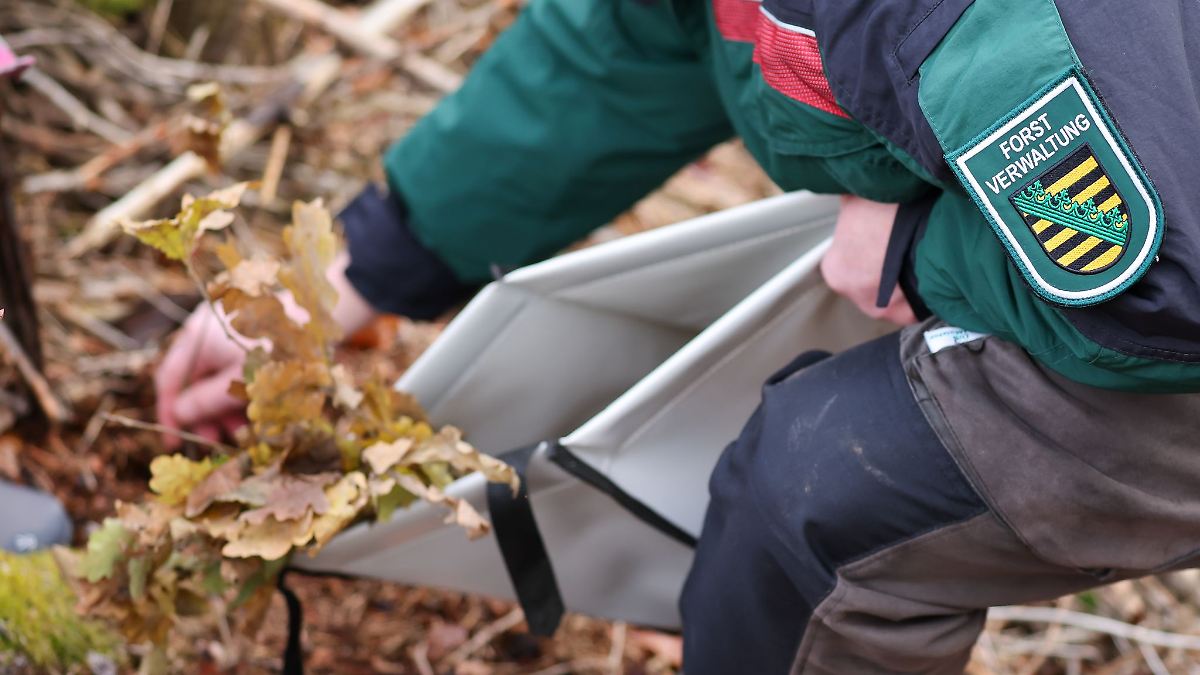 Immer mehr junge Sachsen wollen im Wald arbeiten
