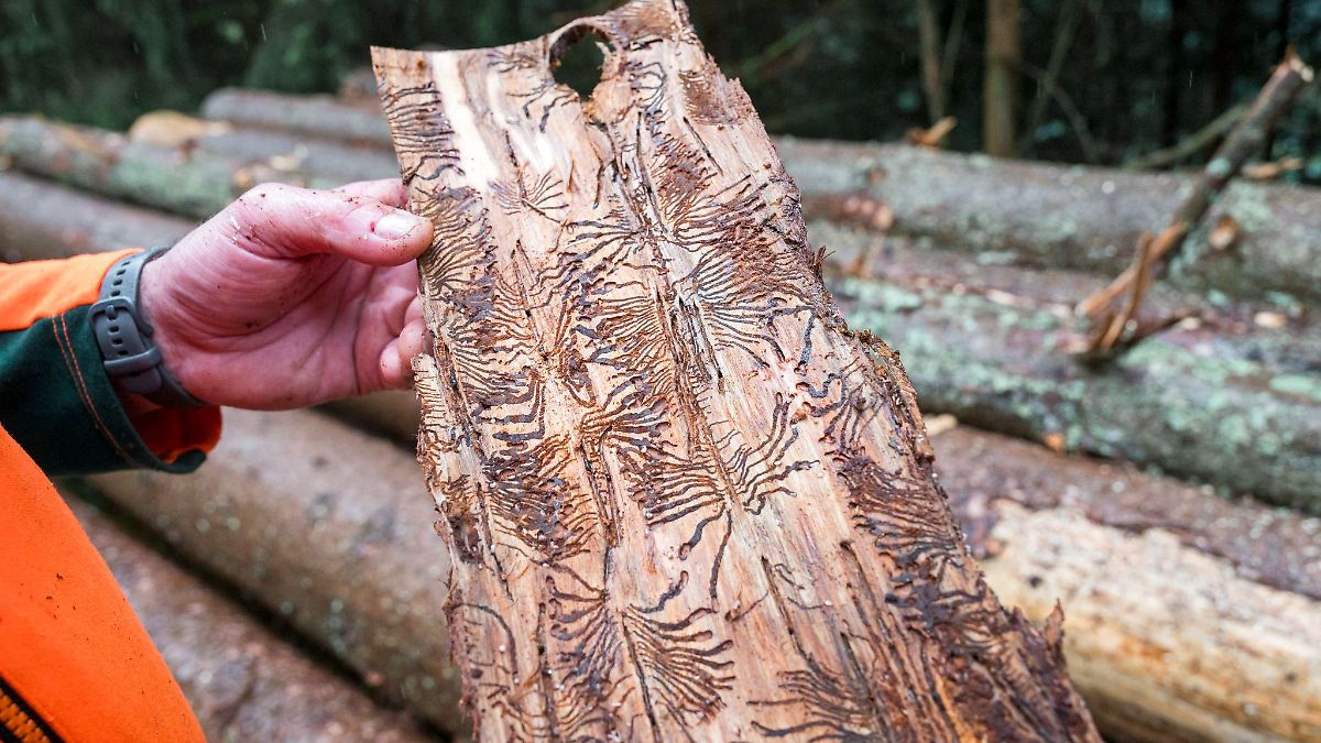 Weniger Borkenkäfer-Schäden erwartet, aber keine Entwarnung