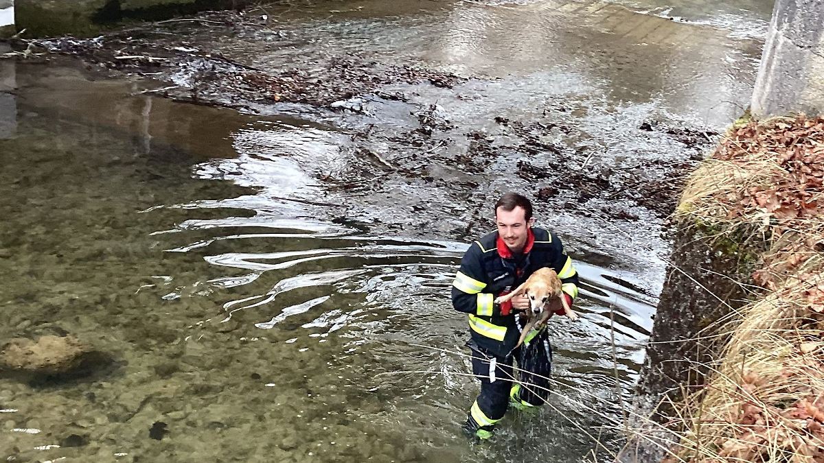 Feuerwehr rettet 17 Jahre alten Hund aus Kanal