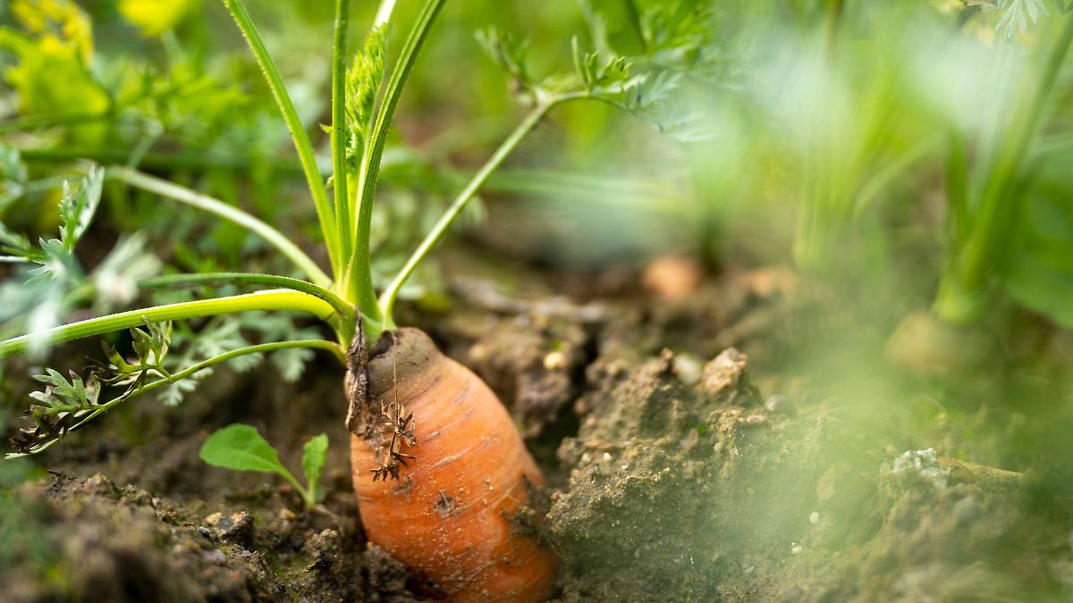 Gemüseanbau in Sachsen-Anhalt - weniger Fläche, mehr Ertrag