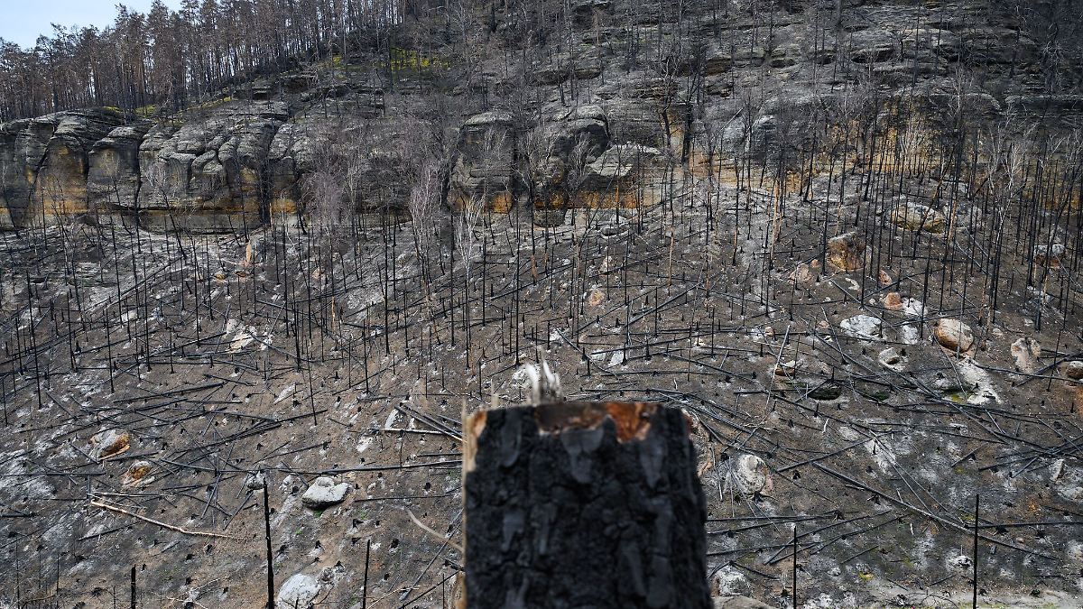 Experten rechnen mit höherer Gefahr für Waldbrände als 2024