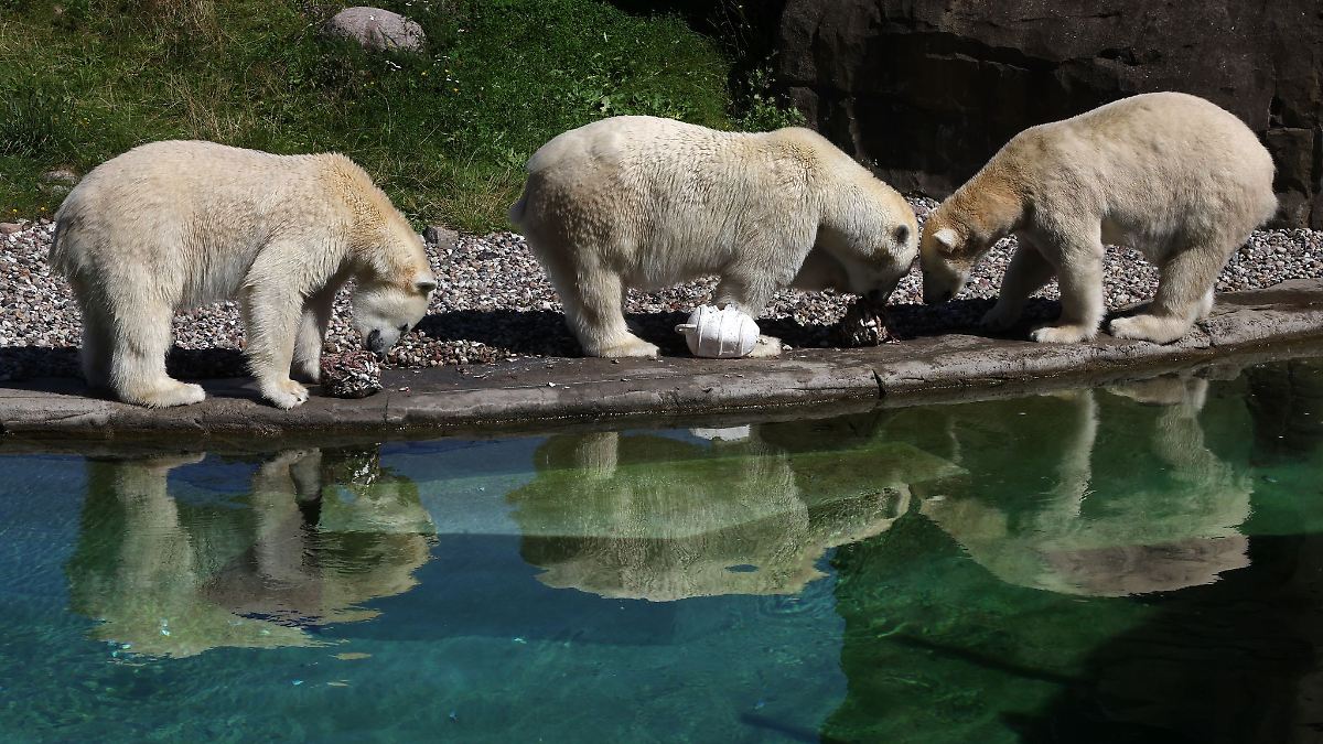 Abschied für Rostocker Eisbär-Zwillinge