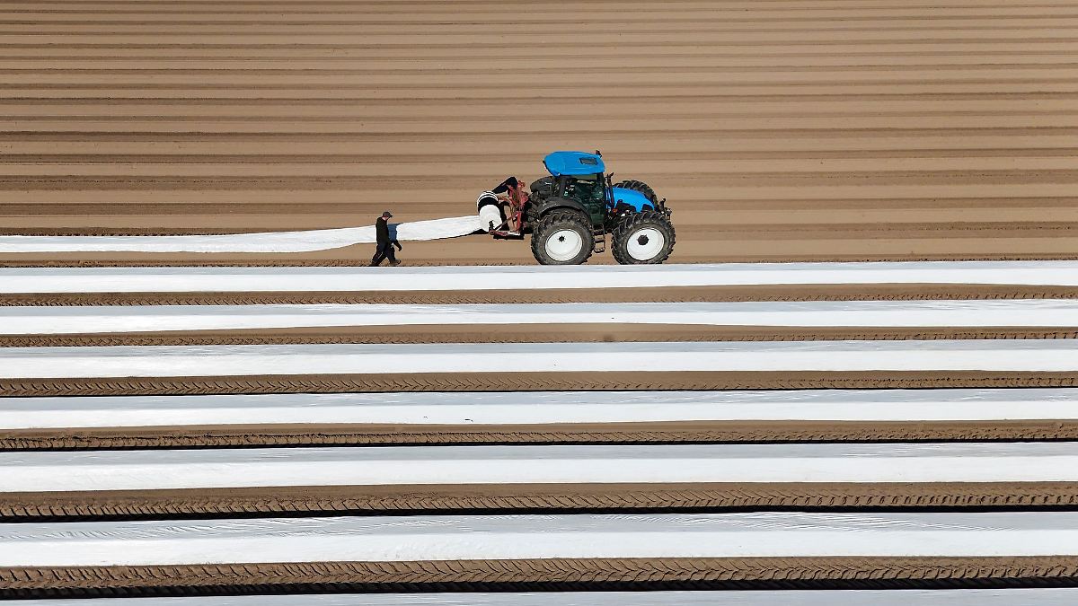 Zeichen stehen auf gute Spargelsaison – noch Geduld gefragt