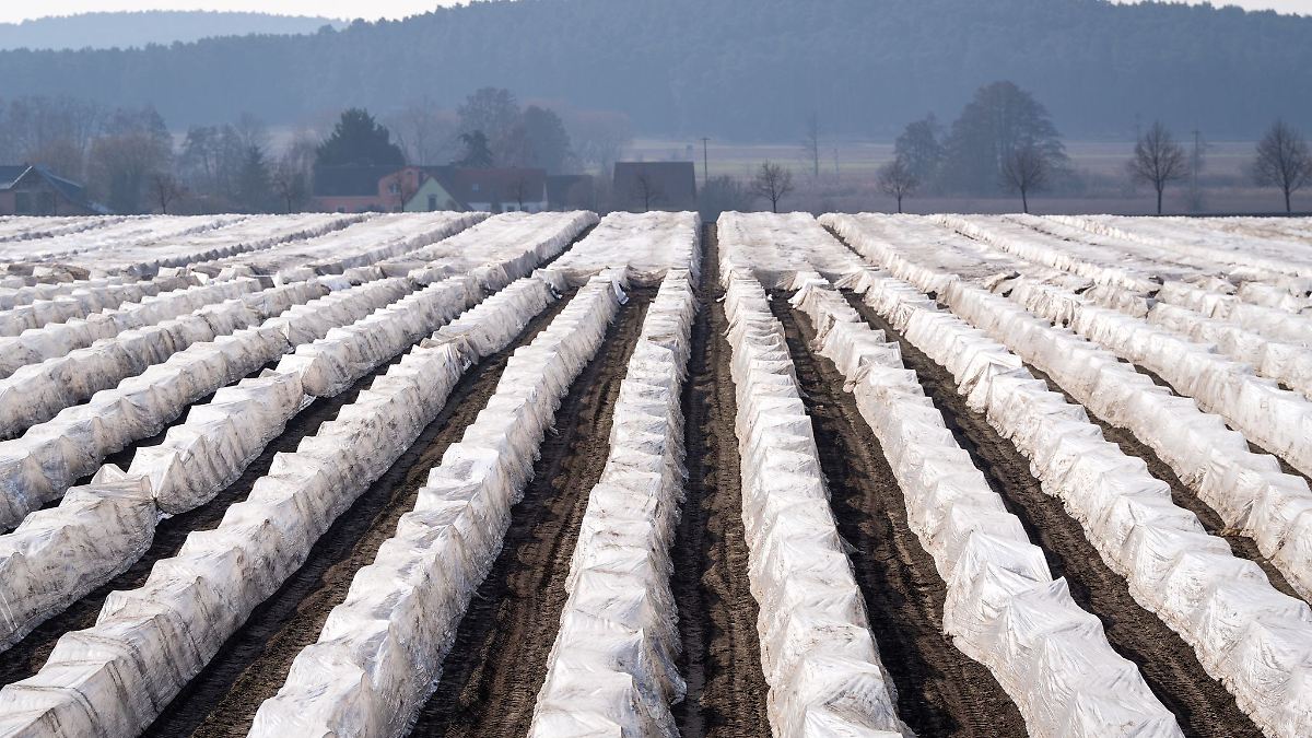 Spargelernte: DGB sieht Fortschritte bei Arbeitsbedingungen