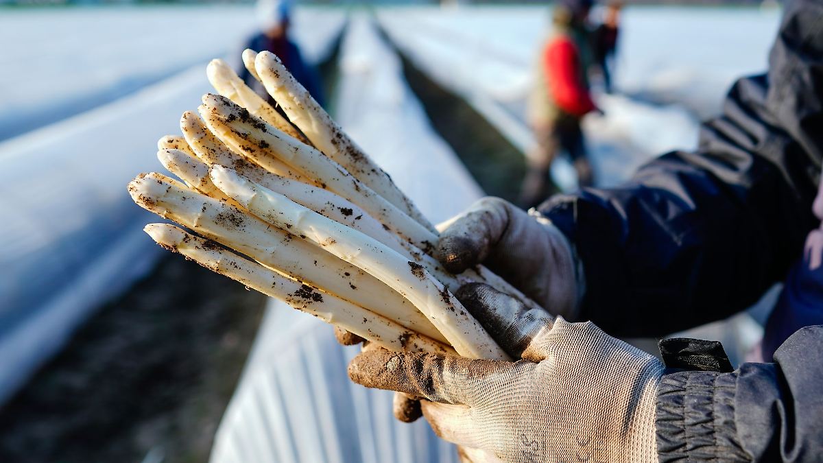 Spargel aus NRW wird voraussichtlich nicht teurer