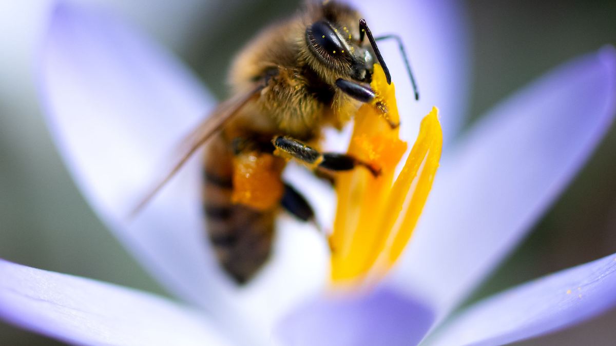 Frühlingswetter zum Ferienende – Regen zum Schulstart