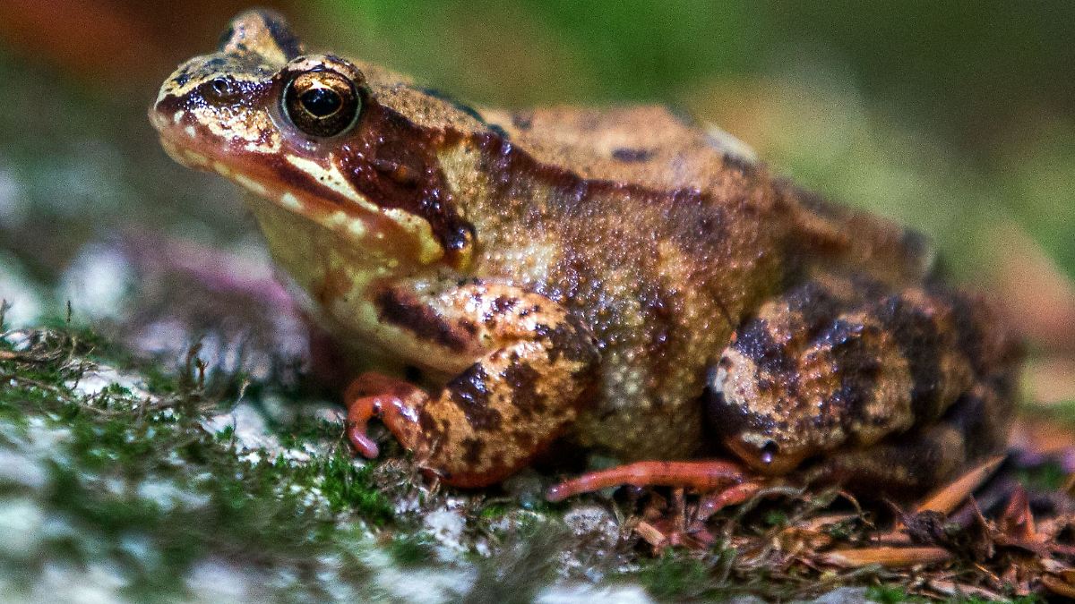 Nabu ruft zum Zählen von Springfröschen auf