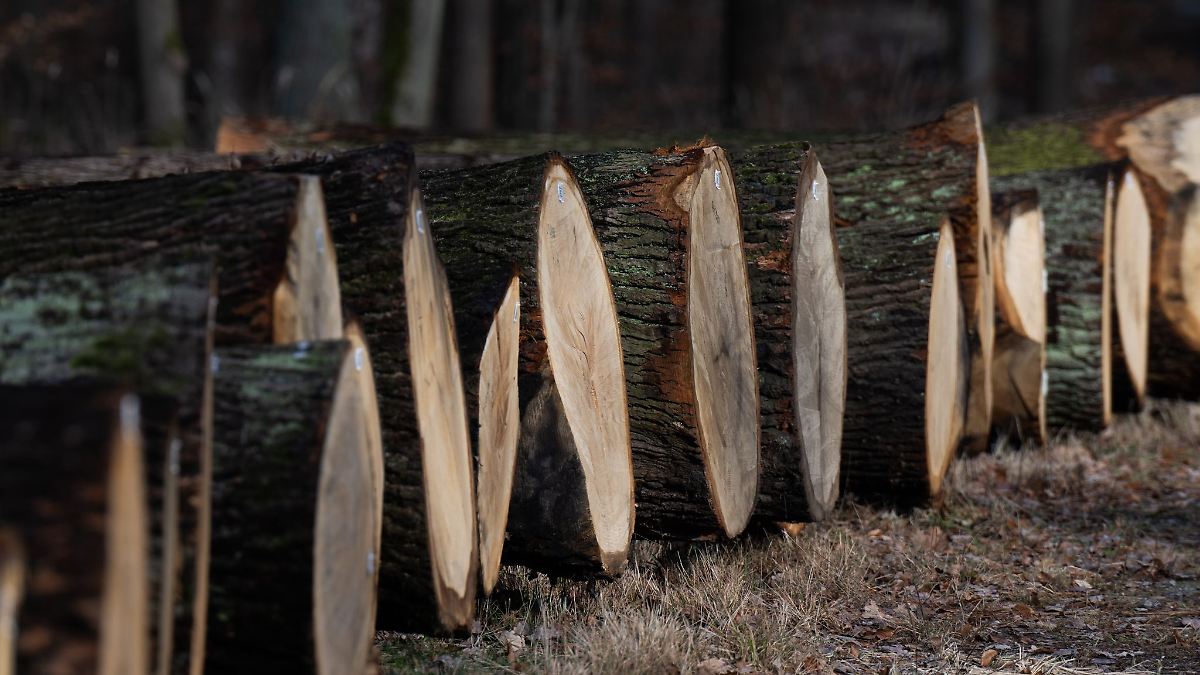 Holzstämme im Wert von 10.000 Euro in Bad Elster gestohlen