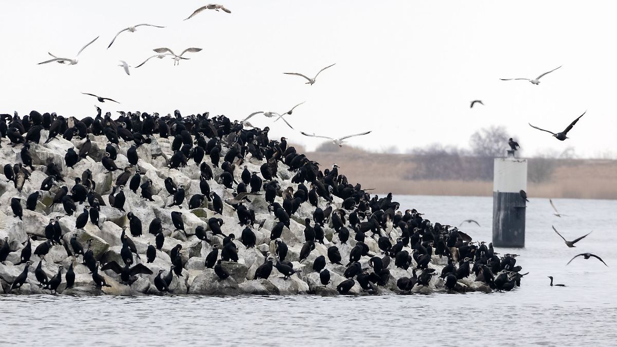 Tausende Kormorane in Barth - Fischer beklagen sich