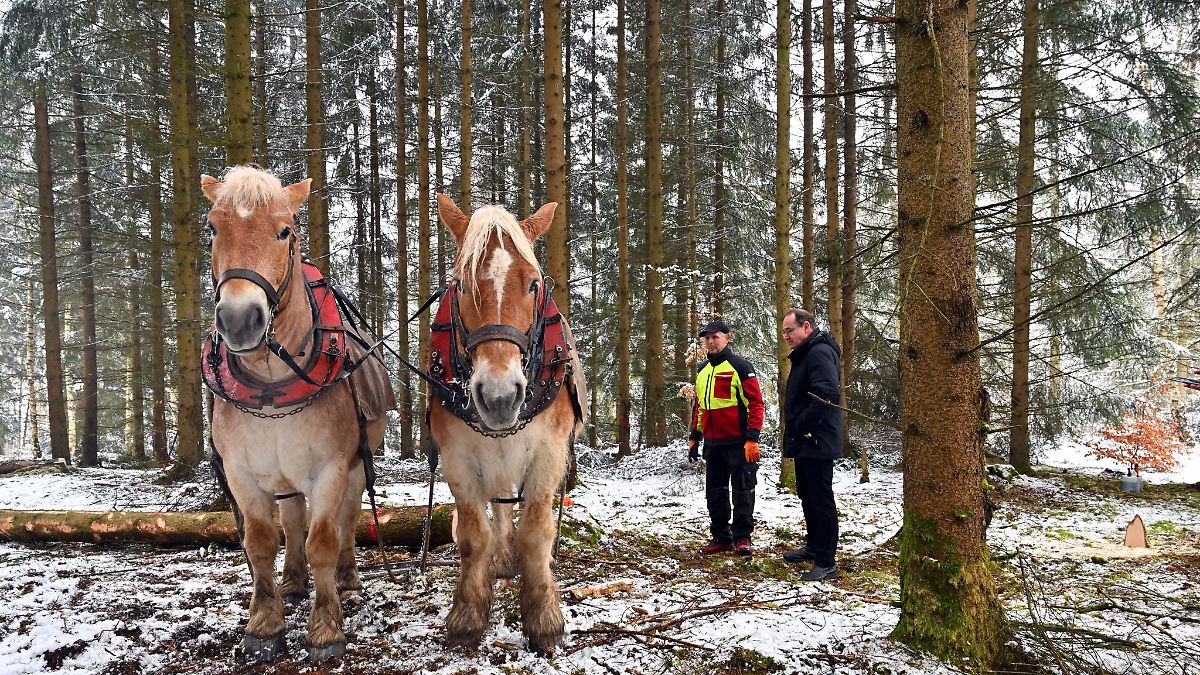 PS beim Holzrücken gefragt - nur noch wenige Gespanne