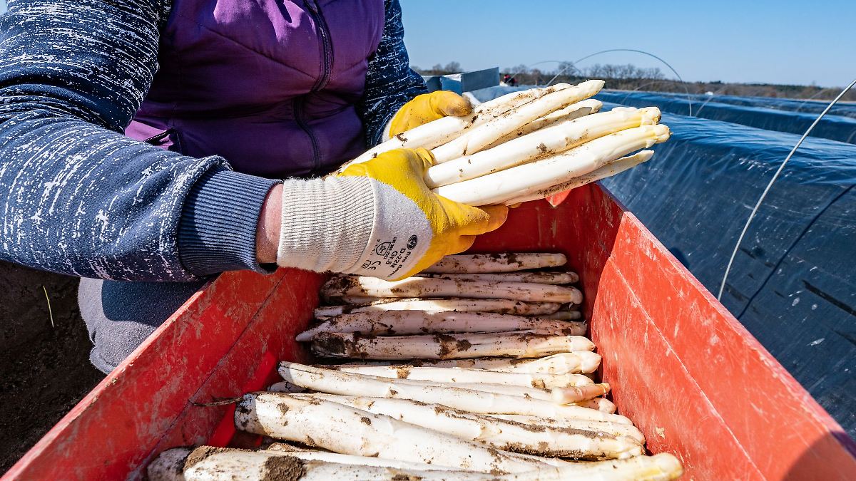 Spargelbauern hoffen auf Sonne