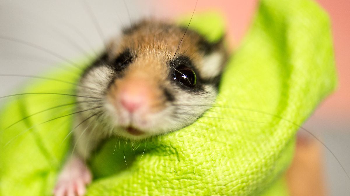 Private Wildtierstationen: Sind in höchster Not
