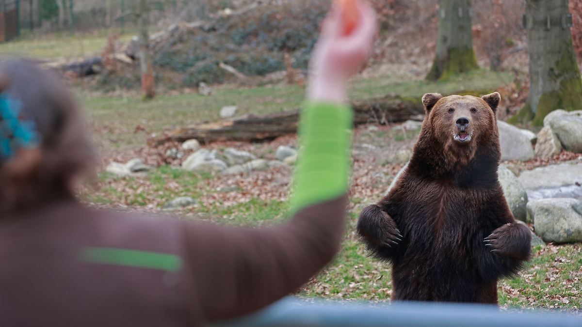 Winterschlaf vorbei: Erster Bär in Tierpark Thale erwacht