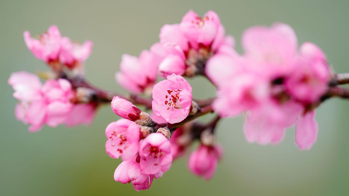 Mandelblütenfest in Pfalz an zwei März-Wochenenden