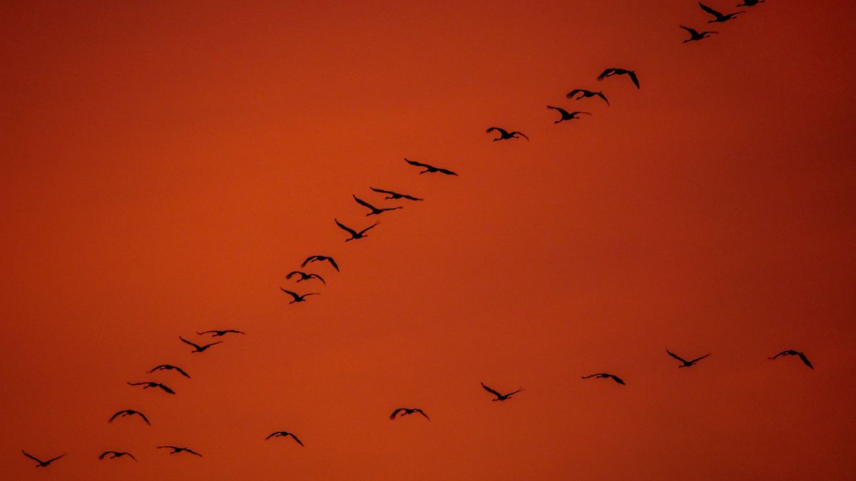 Mehr Kranichbrutpaare in Sachsen-Anhalt