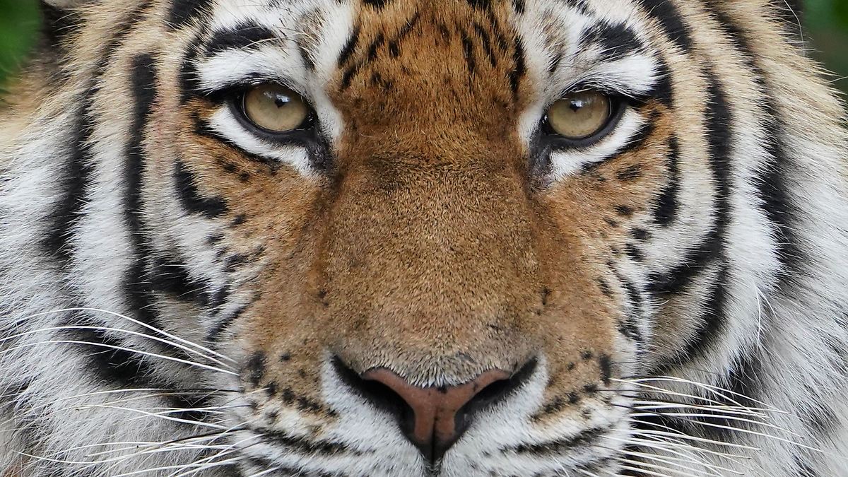 Sibirischer Tiger im Tierpark Gotha gestorben