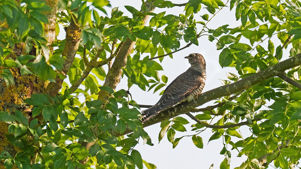Nabu Hessen startet Meldeaktion für Kuckucke