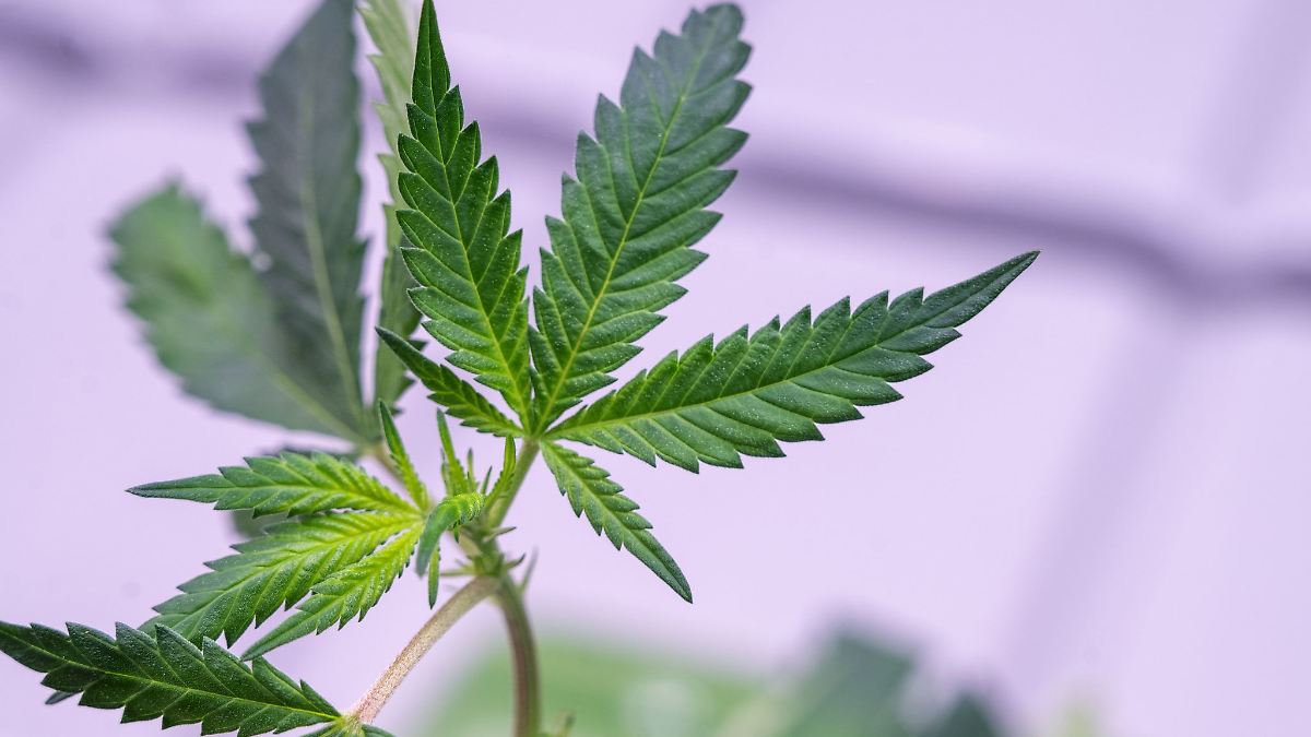 Ministerium bremst Cannabis-Großprojekt bei Anklam