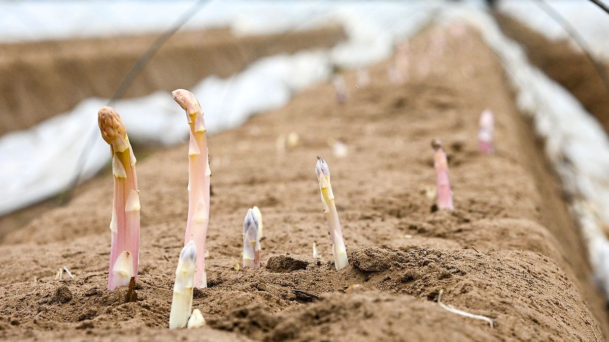 Frühlingswetter bringt frühen Beelitzer Spargel