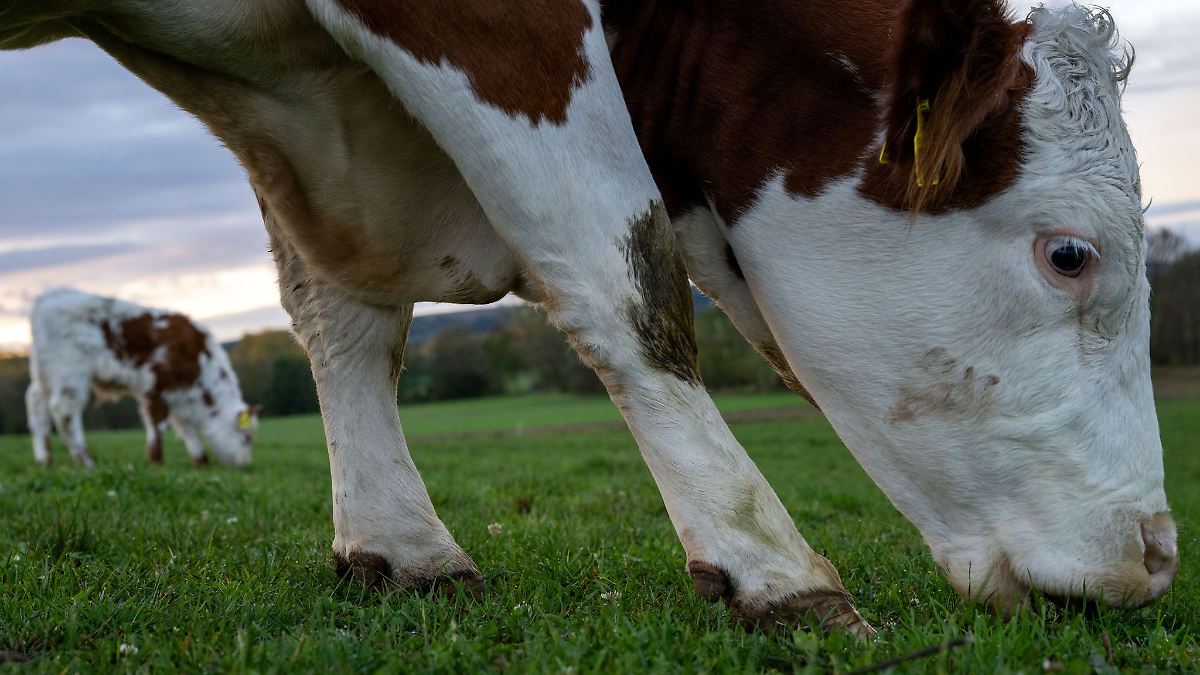 Entlaufenes Rind nach stundenlanger Verfolgung erschossen