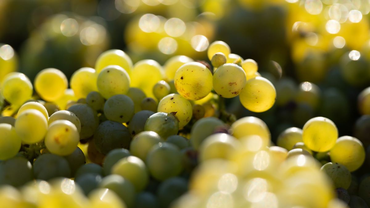 Weniger Wein - aber nicht in Rheinhessen und der Pfalz