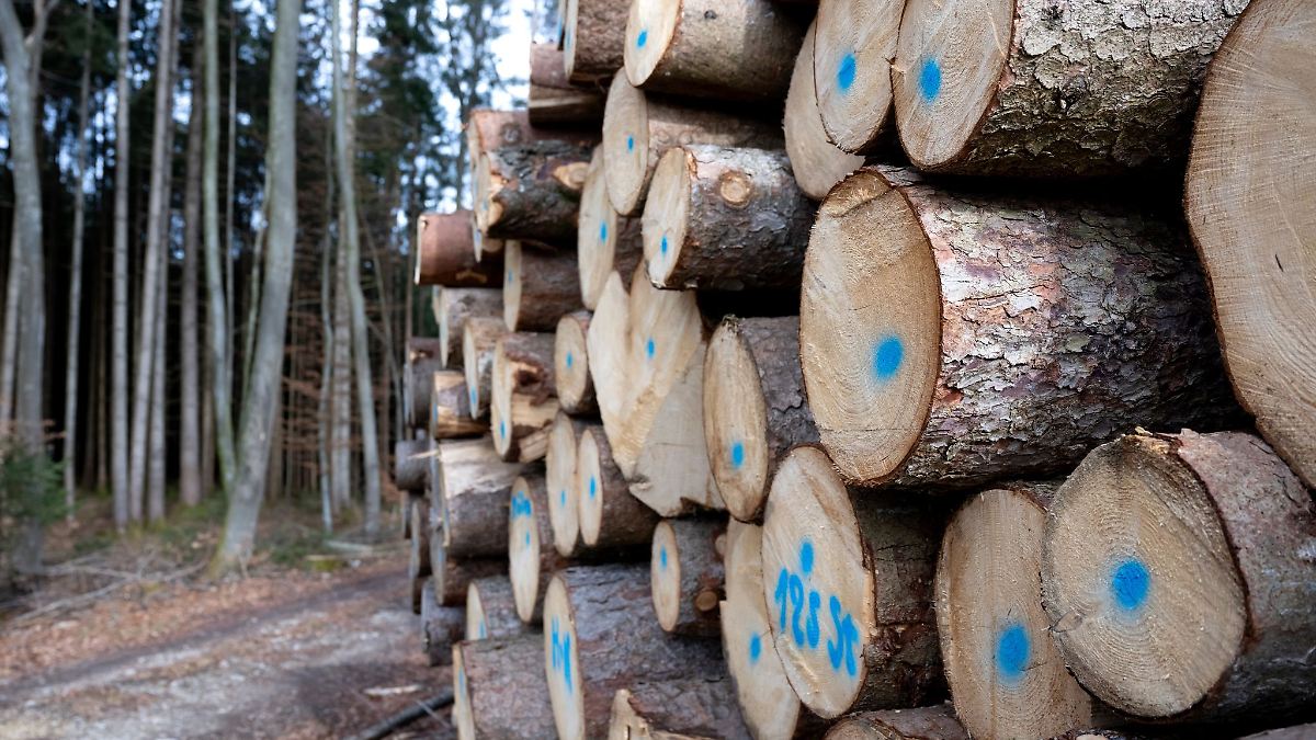 Millionen neuer Bäume in Bayerns Wäldern