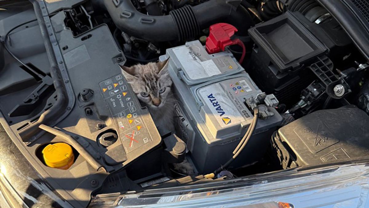 Katze lugt unter fahrendem Auto hervor - und wird gerettet
