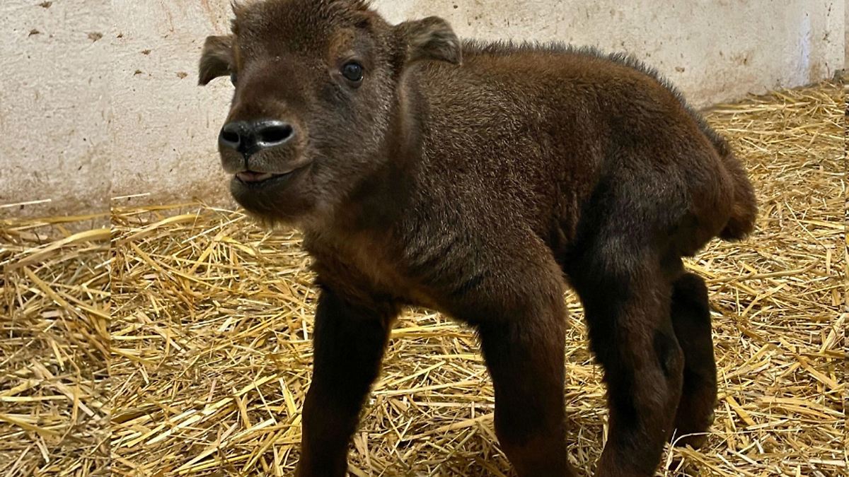 Zoo Magdeburg freut sich über ersten Mishmi-Takin-Nachwuchs