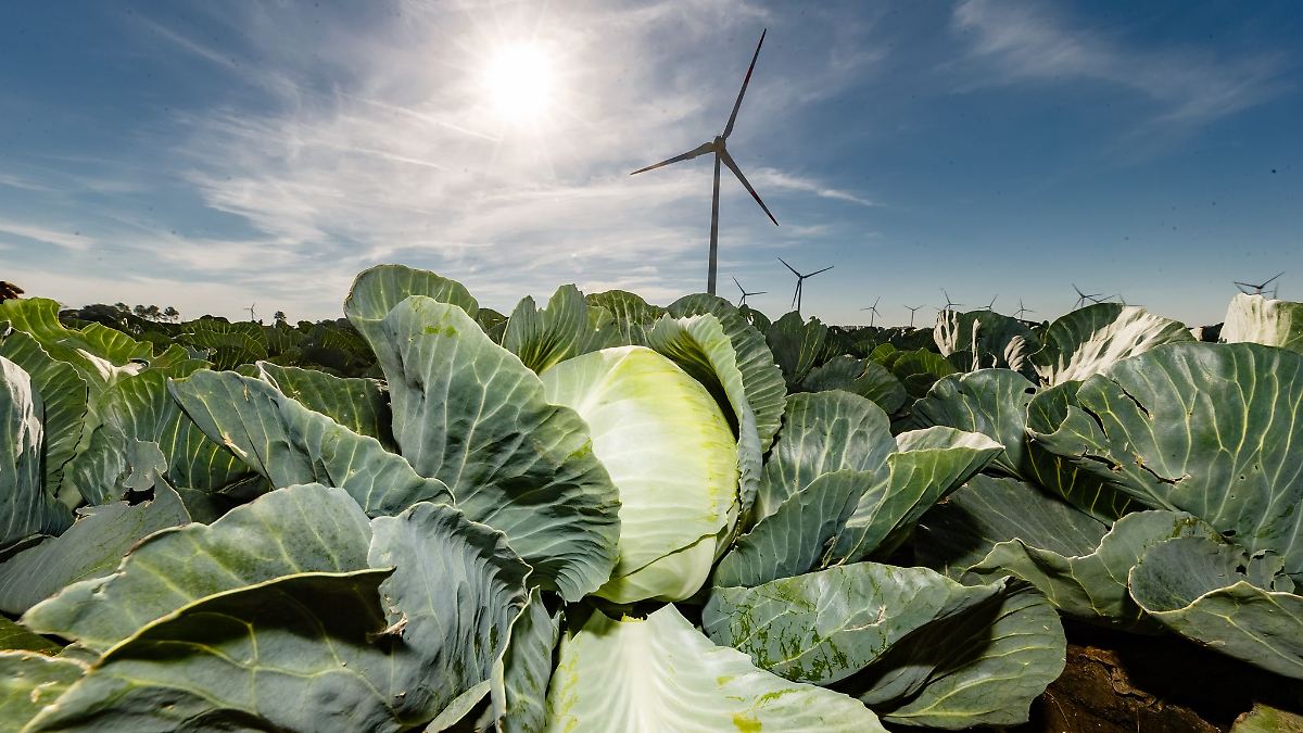 Kohl dominiert weiter den Gemüseanbau in Schleswig-Holstein